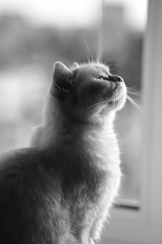 Photograph by Алексей Клейменов