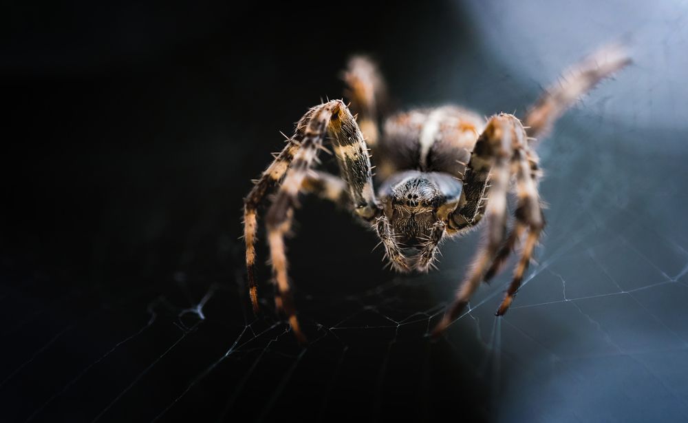 Photograph by Zaneta Konradova