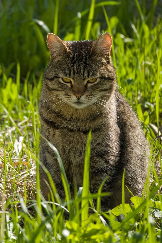 Фотография автора Irina Linina