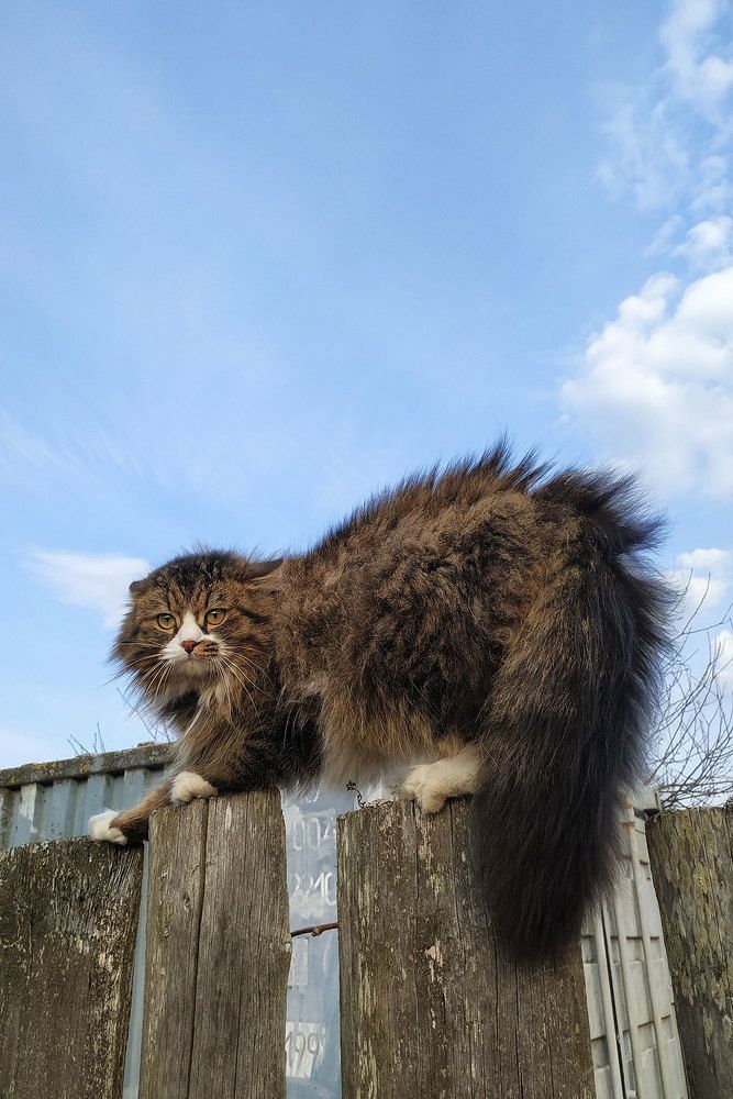 Погладь кота!