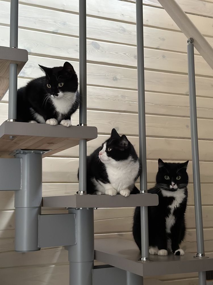 Photograph by Анастасия Лукьянюк