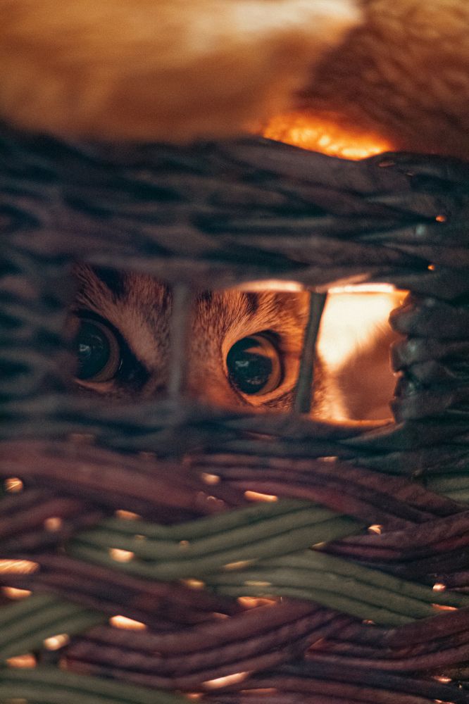 Photograph by Синицын Дмитрий