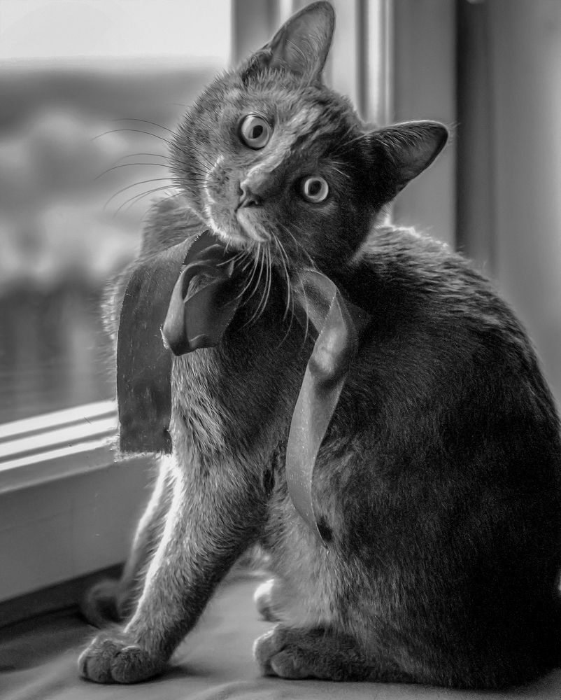 Photograph by Анна Орманжи