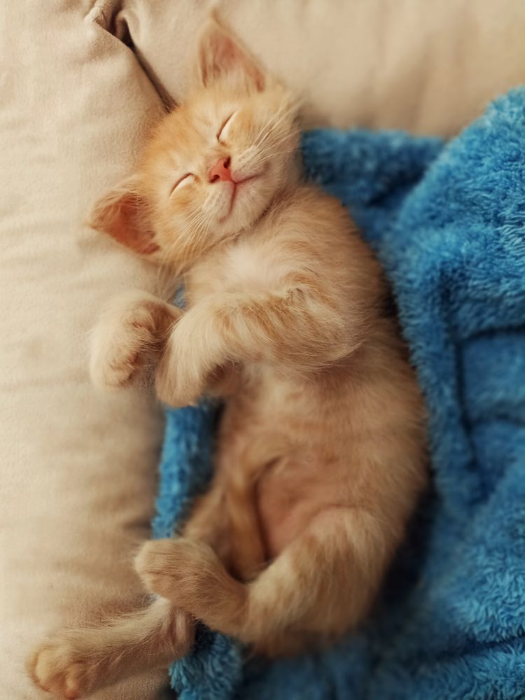 Photograph by Екатерина Савостикова