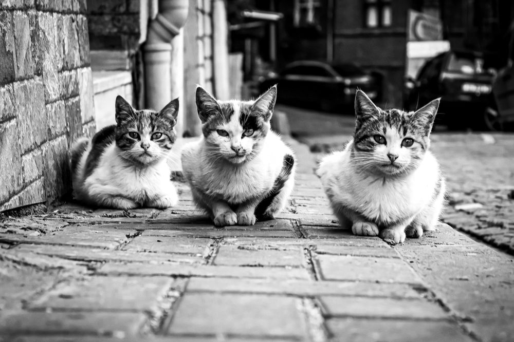 Photograph by PINAR ERGUL