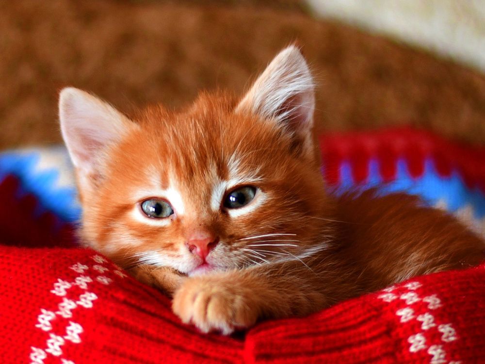 Photograph by Николай Абакумов