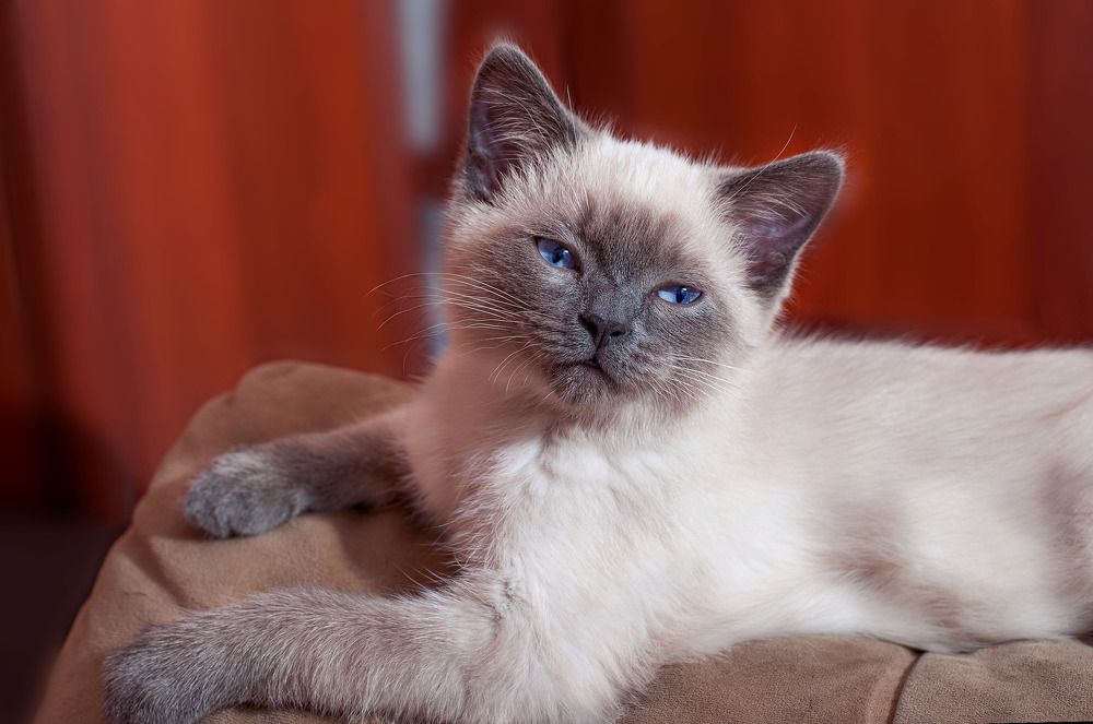 Фотография автора Елена Ефименко