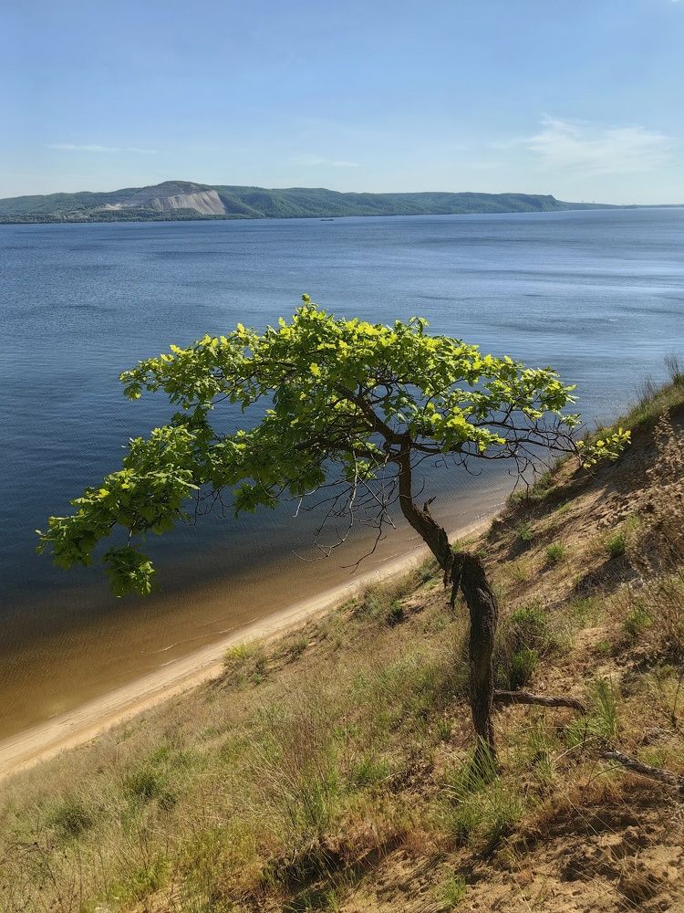 Убегающее дерево