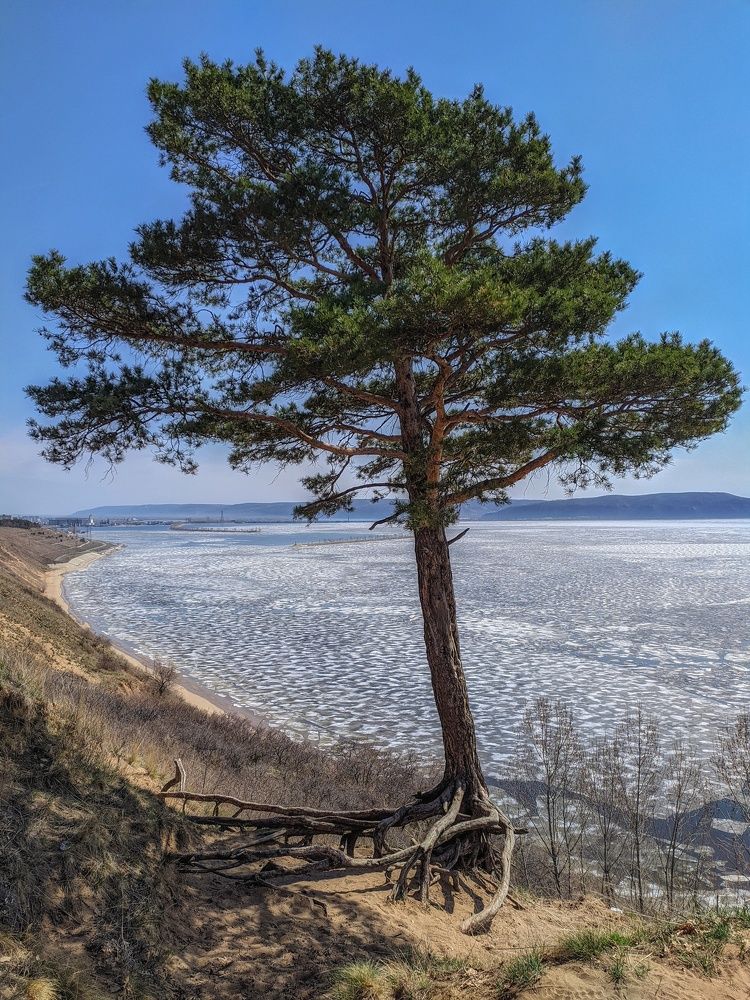 Одинокое дерево