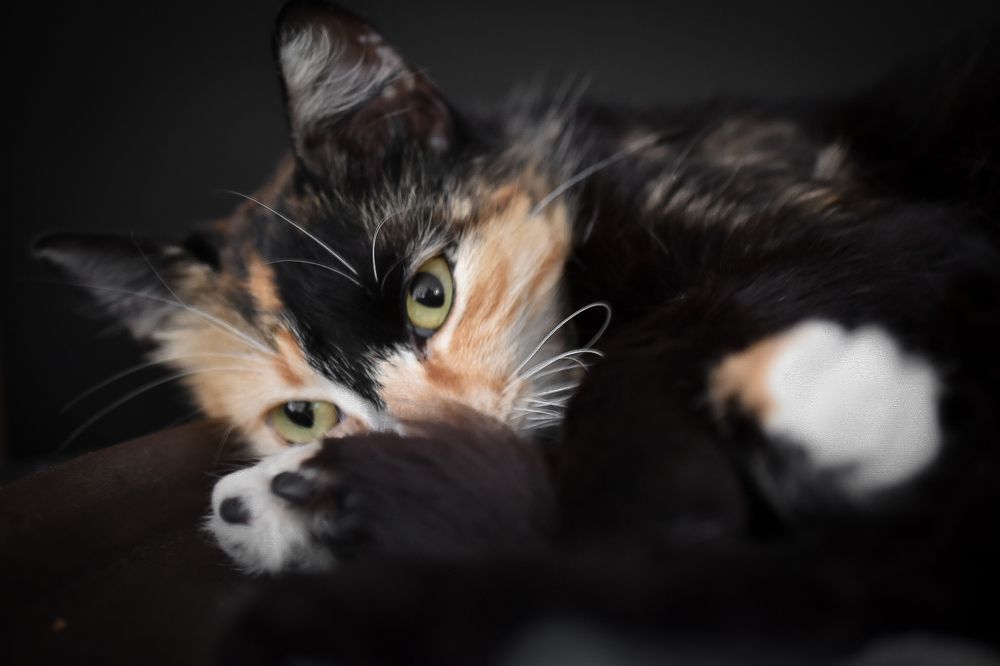 Photograph by Hassan Ghazel