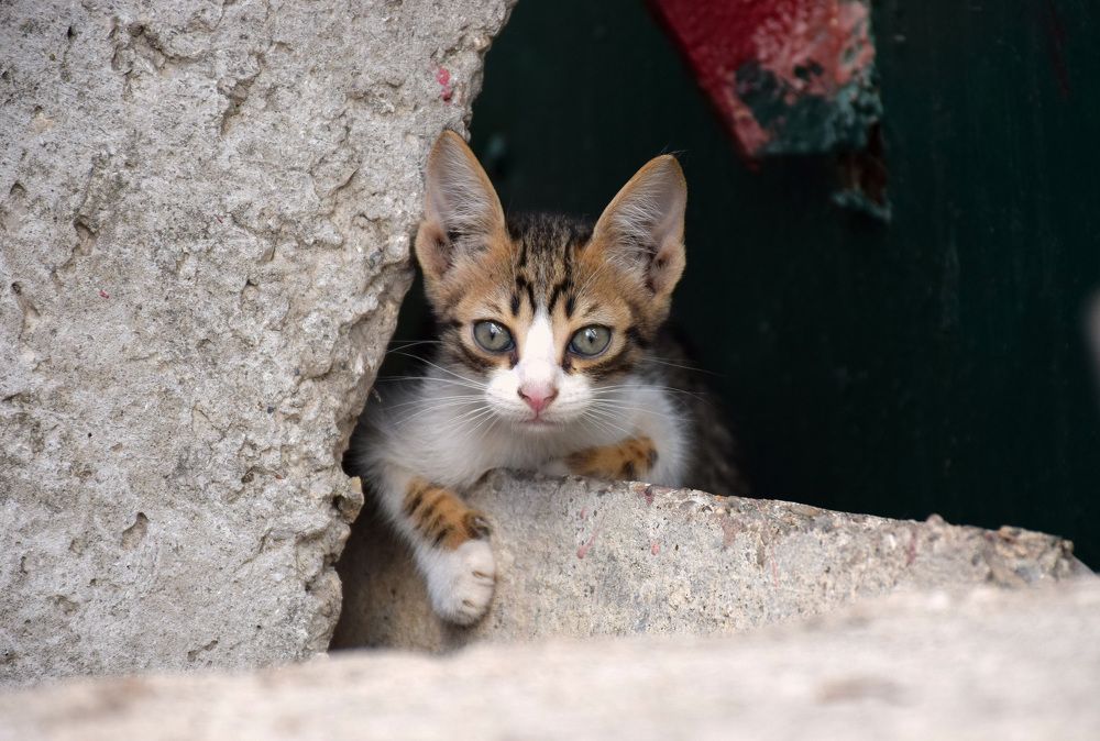 Photograph by Елена Войнова