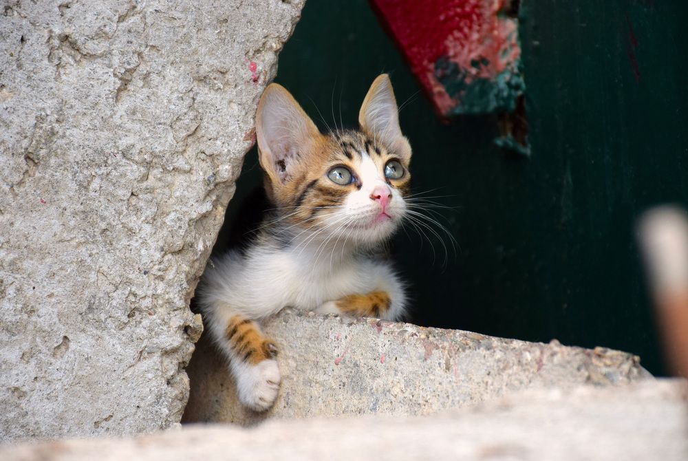 Photograph by Елена Войнова