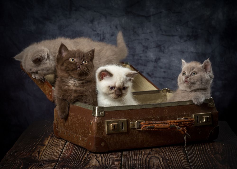 Photograph by Anatoly Chomko