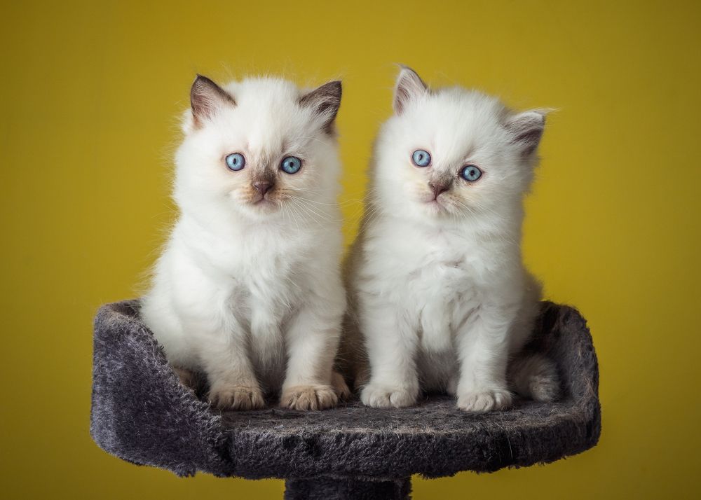 Photograph by Anatoly Chomko