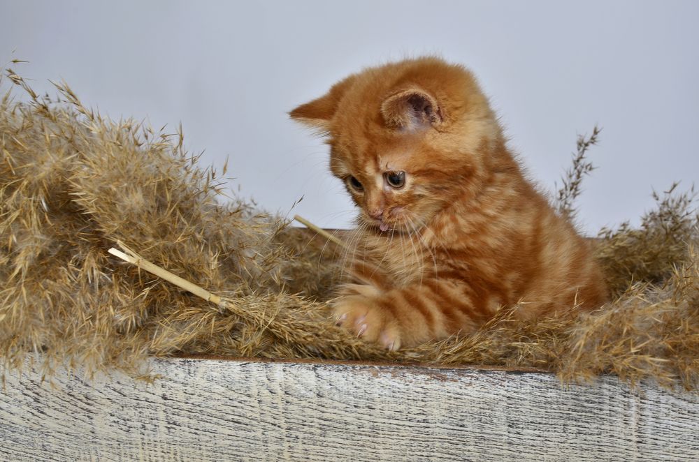 Photograph by Екатерина Терновая