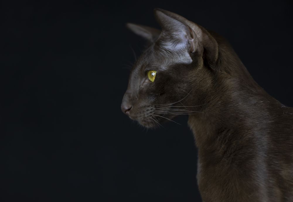 Photograph by Tatyana Fedenkova