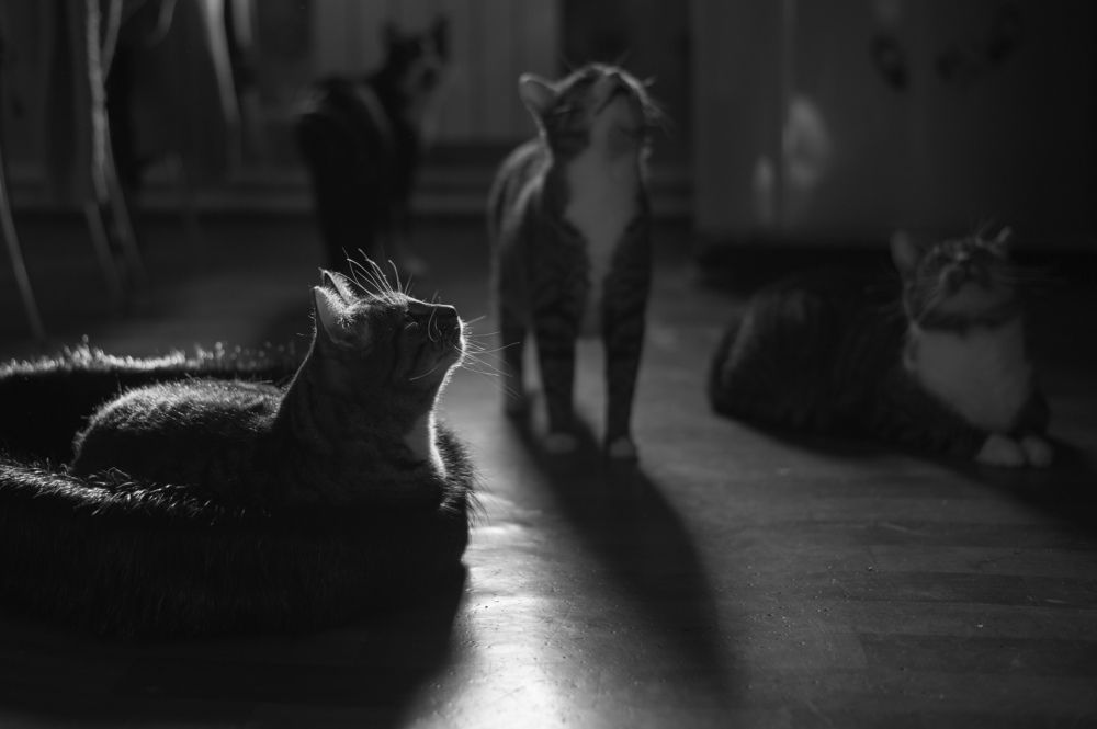 Фотография автора Anastasia Struna