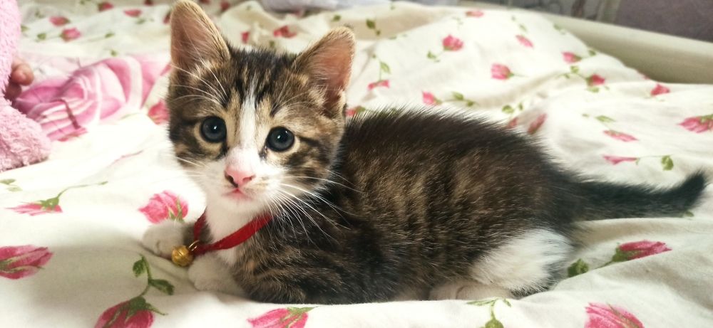 Photograph by Виорика Фоменко