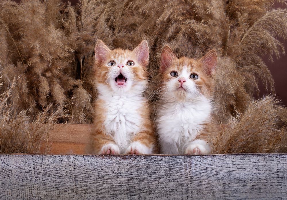 Photograph by Екатерина Терновая