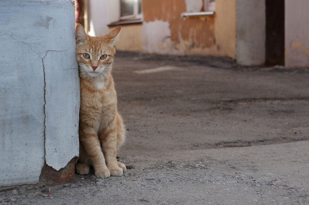 Photograph by Elena Bogomolova