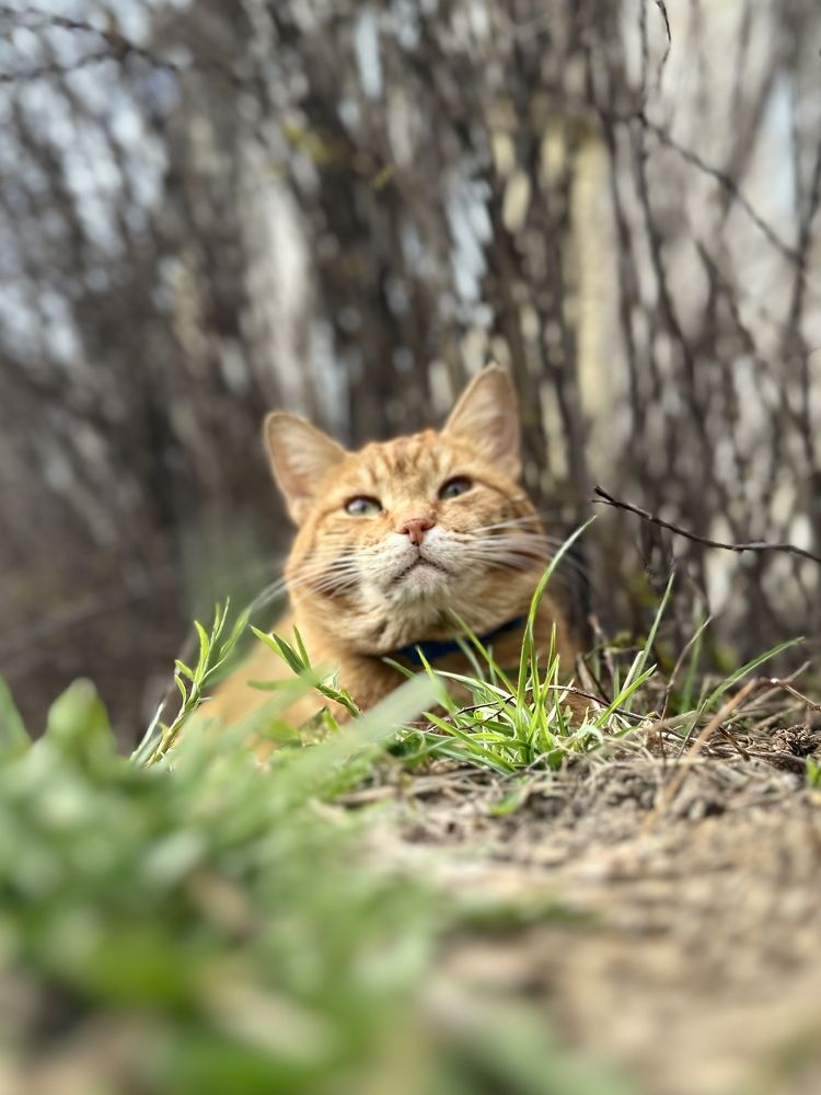 Photograph by Григорий Лыжин