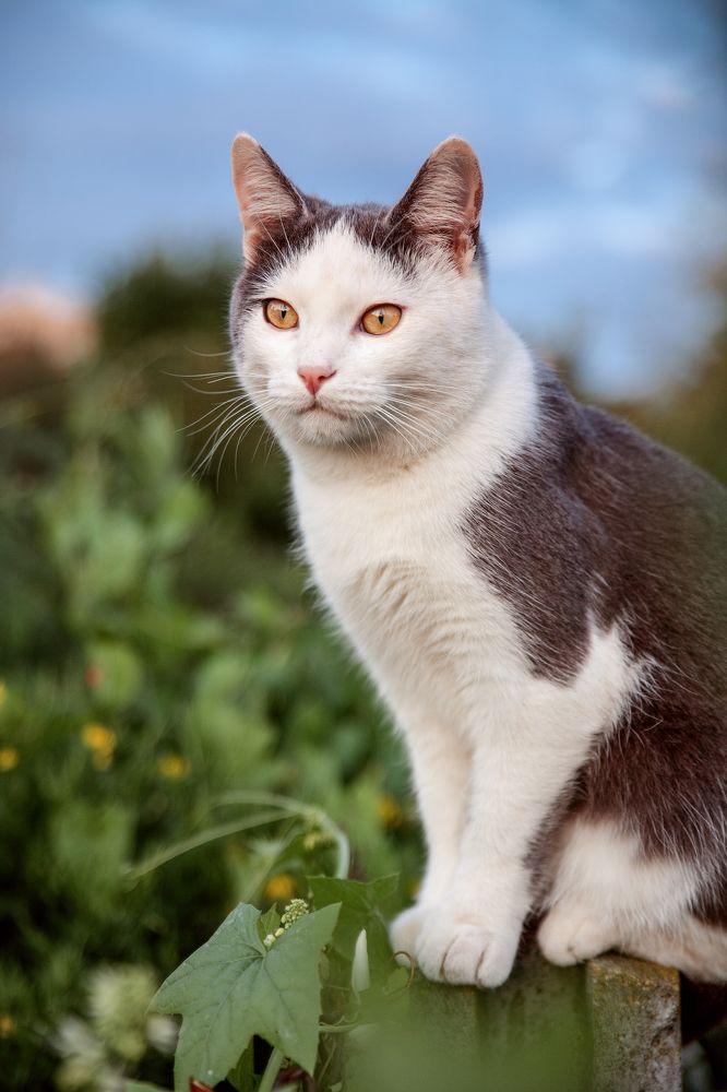 Фотография автора Кристина Догодька