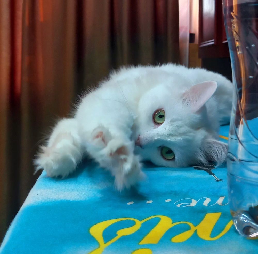 Photo #10681116