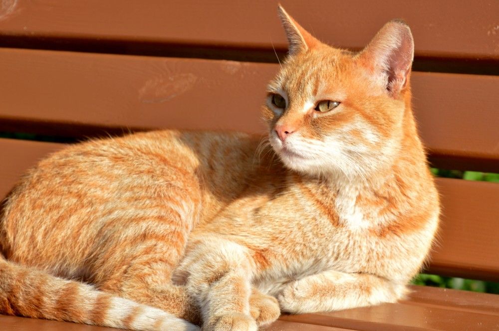 Photograph by Ольга Шевцова