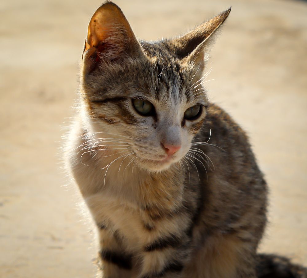 Photograph by sanaullah khan