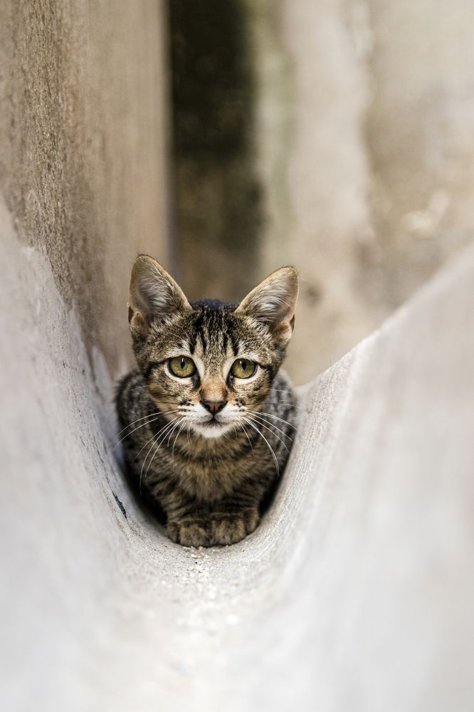 Фотография автора Sérgio Bruno Brandão