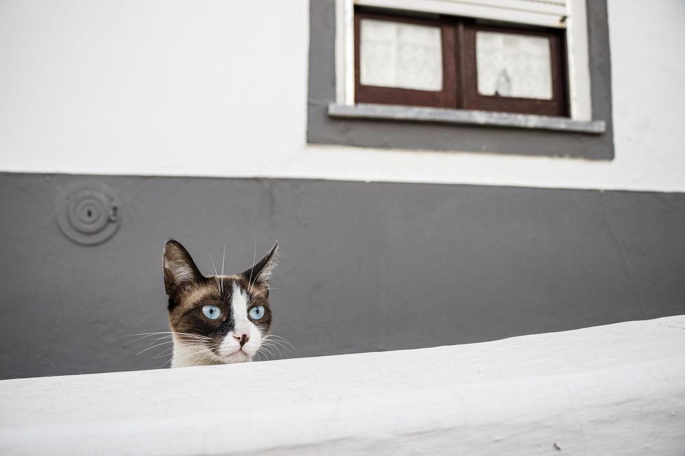 Фотография автора Sérgio Bruno Brandão