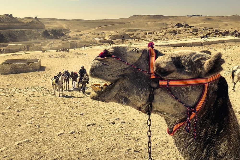 Фотография автора Ahmed Flex