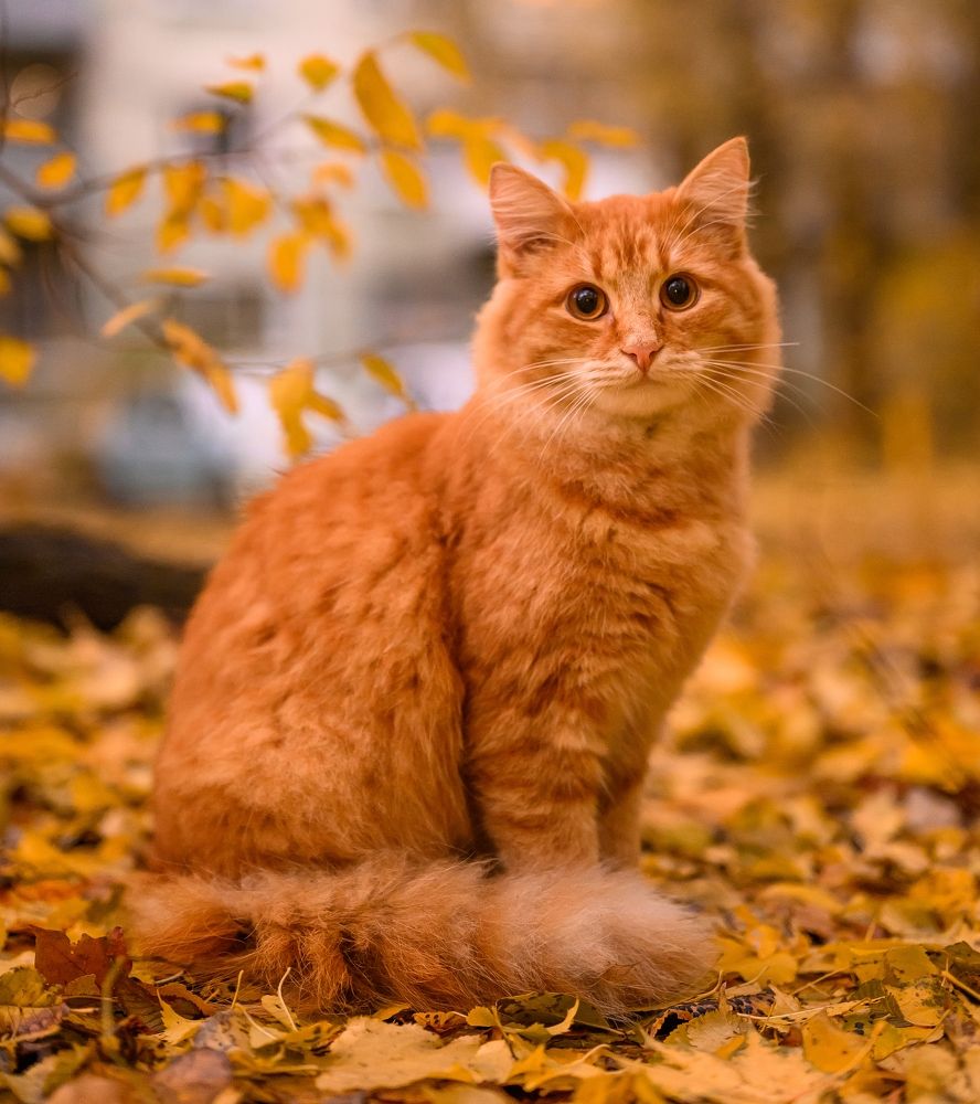 Фотография автора Караваев Антон