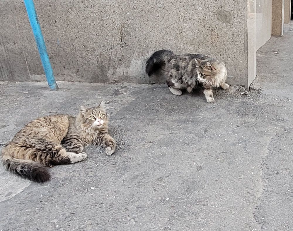 Photograph by Rahele Almassi