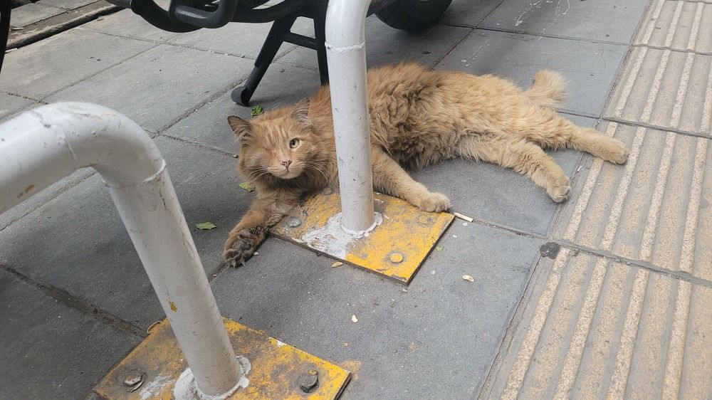 Photograph by Rahele Almassi