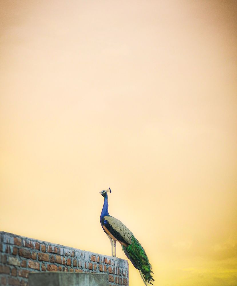 Photograph by Jayesh Gautam