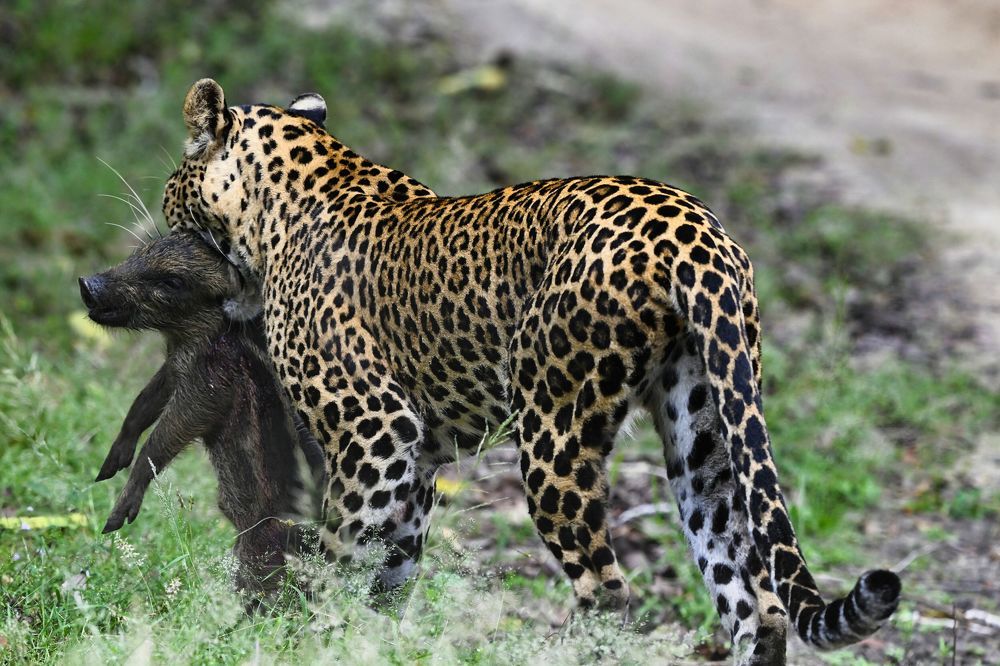 Фотография автора Rohan Maddumarachchi