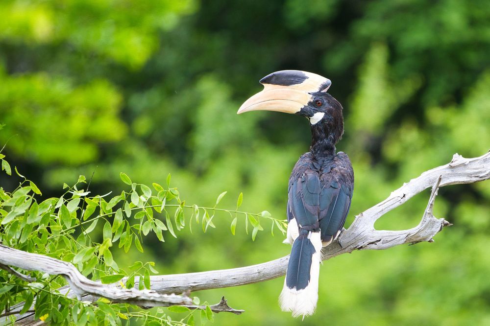 Фотография автора Rohan Maddumarachchi