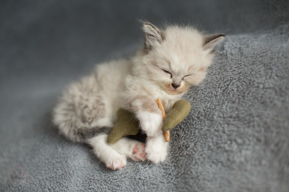 Photograph by Karina Koba