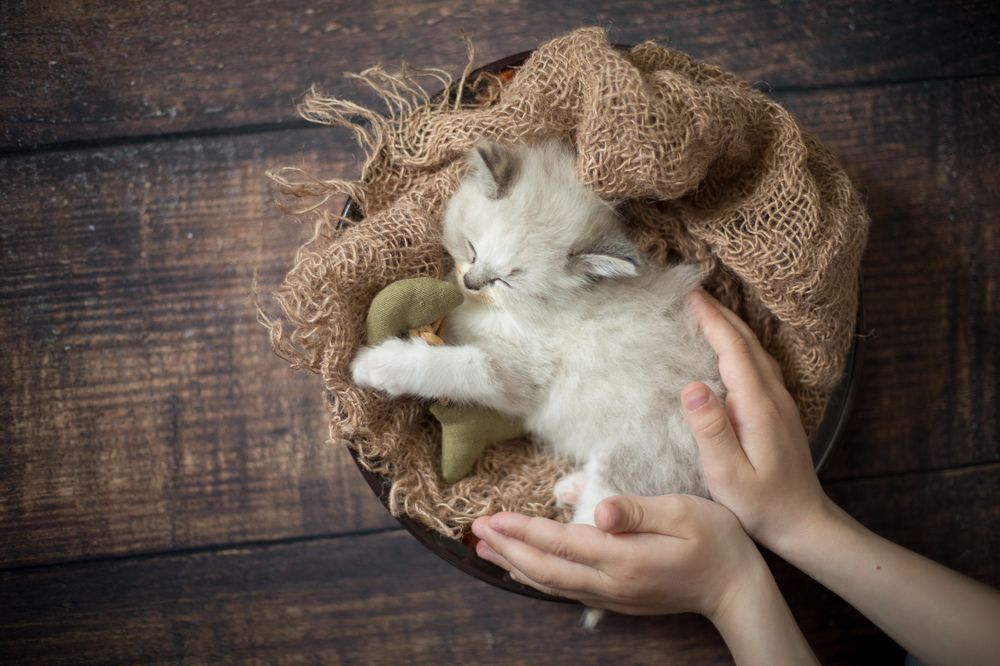 Photograph by Karina Koba