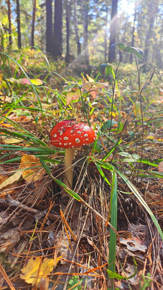 Photograph by Виталий Черепенькин