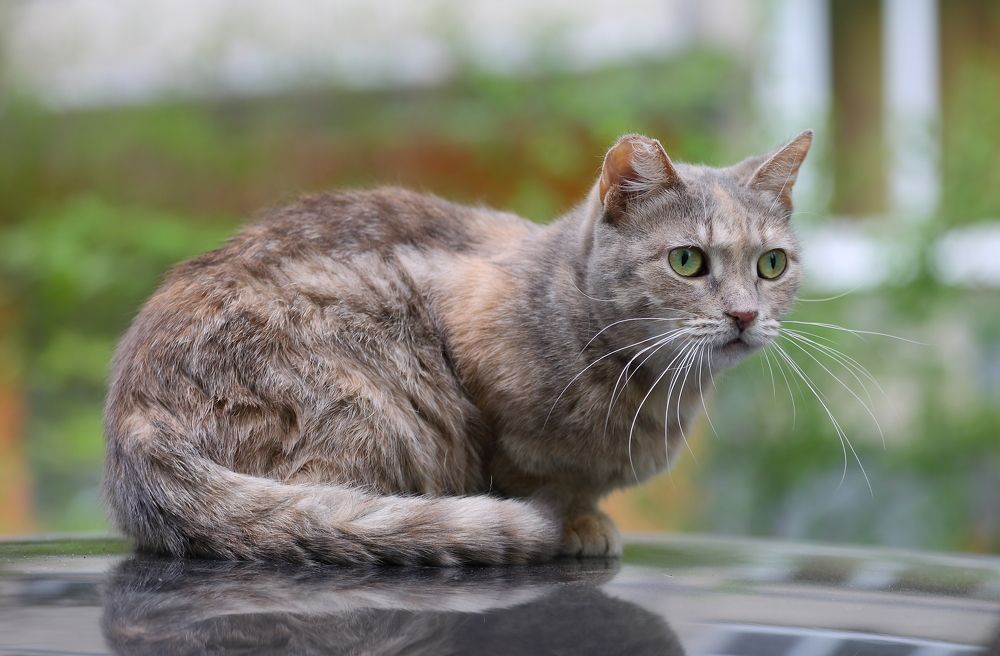 Photograph by Станислав Вершинин