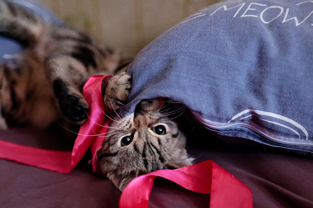 Photograph by Konstantin Zotkin