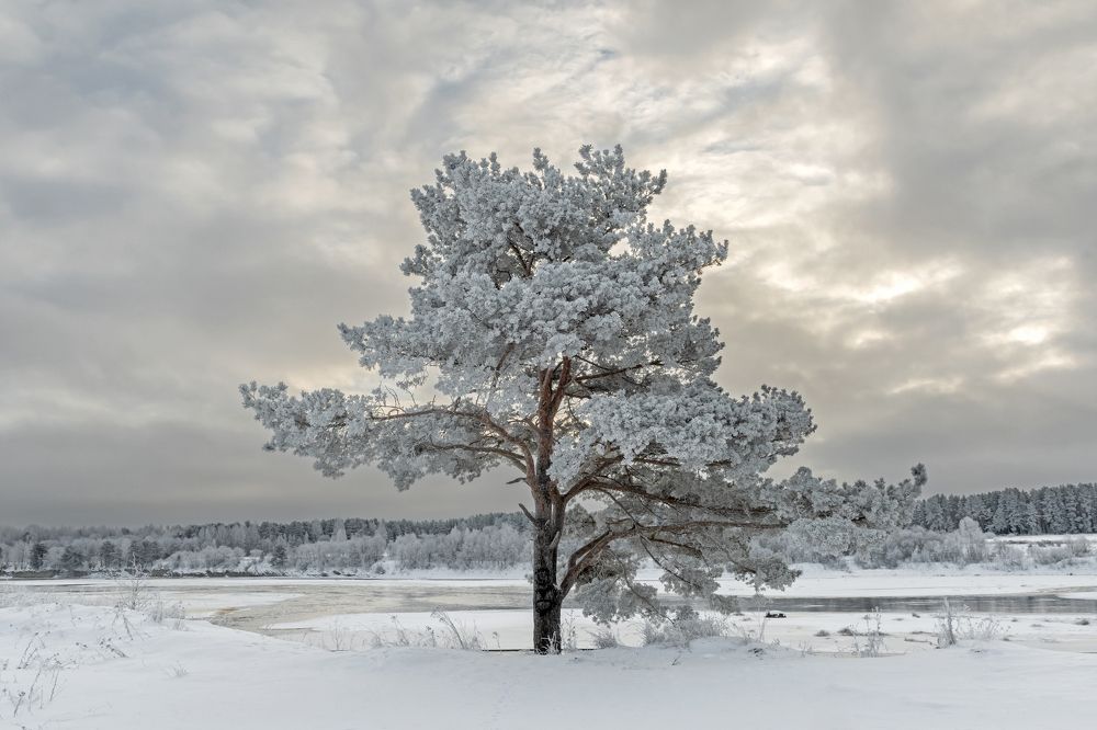 Морозное утро