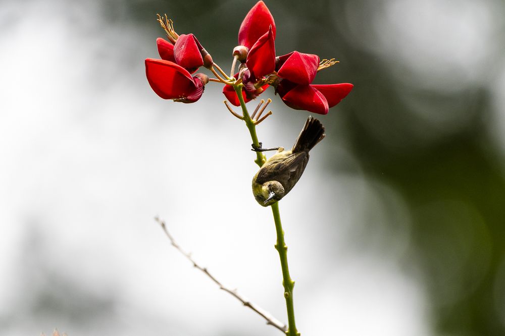 Ornate Sunbird
