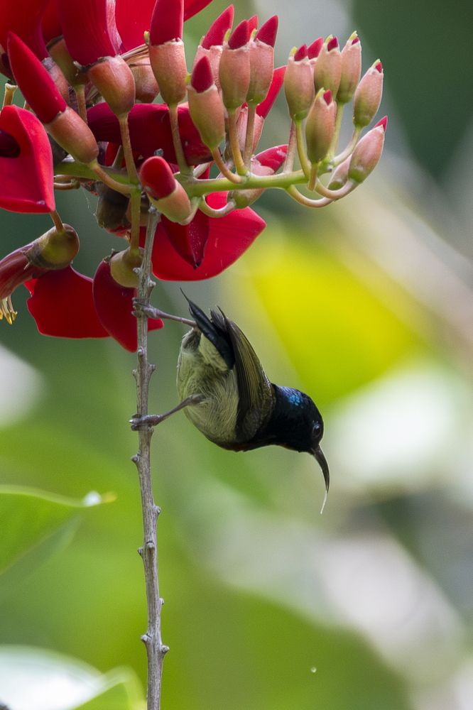 Fork-tailed Sunbird