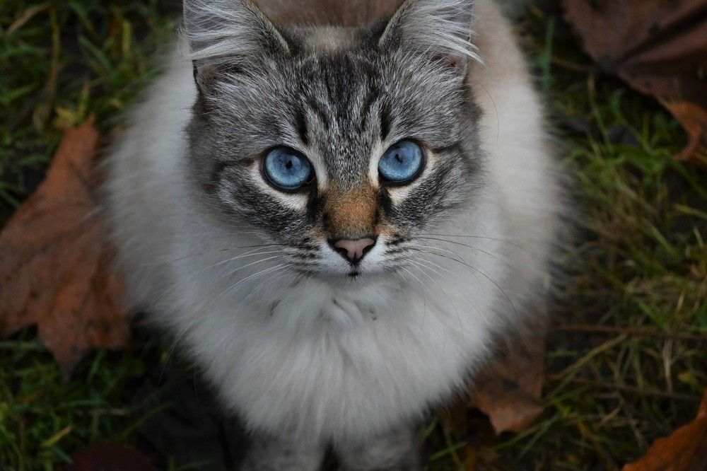 Фотография автора IRINA FILIPPOVA