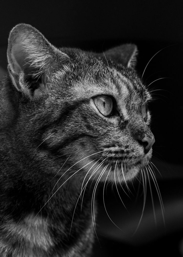 Photograph by Nicholas Ng