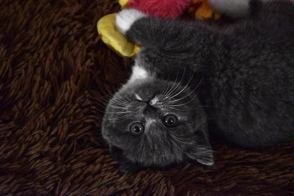 Photograph by Любовь Пронченкова