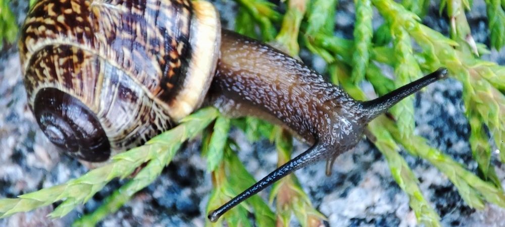 Сочная улитка